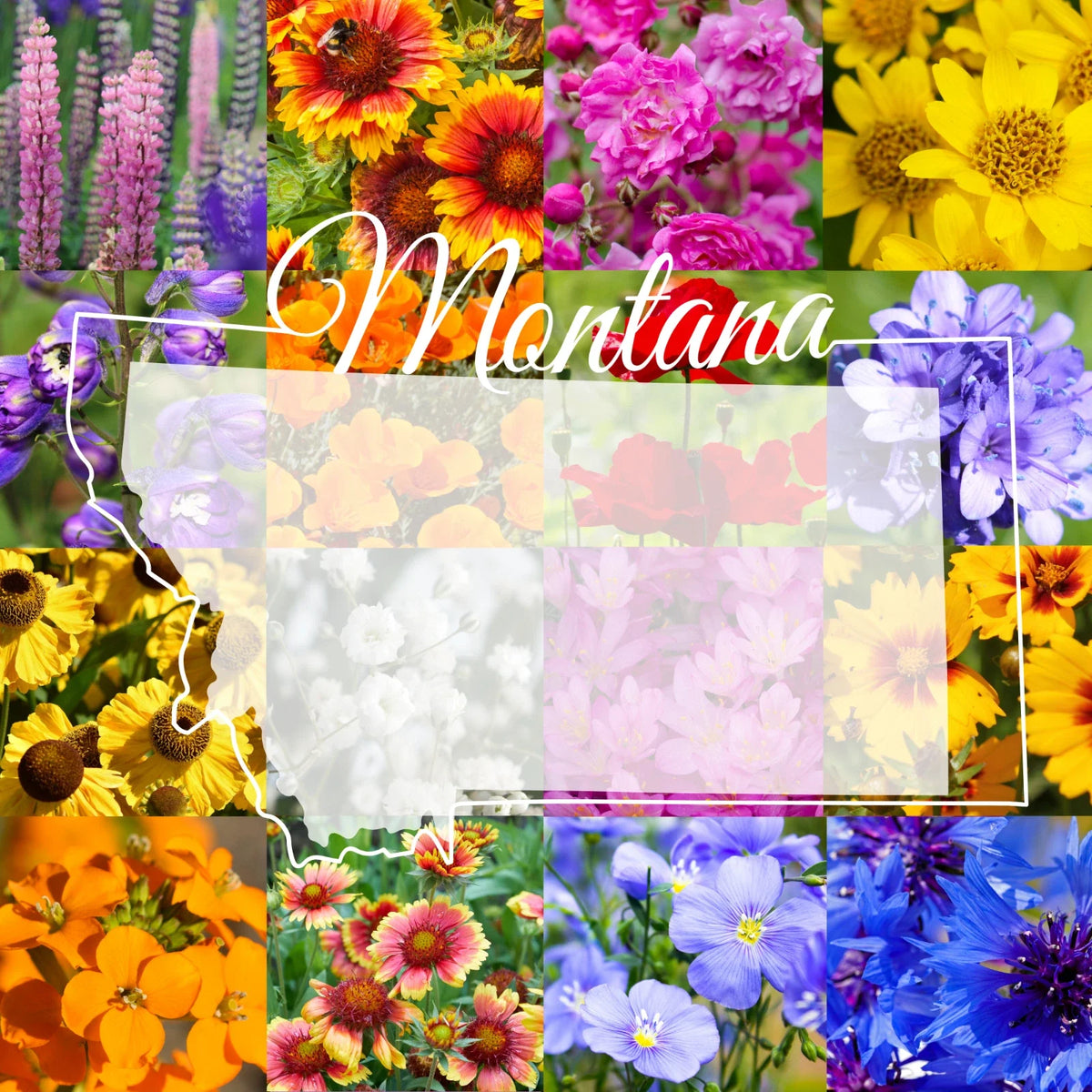 Montana Wildflower Seed Mix 1/2 lb - Native Flower Blend for Gardens & Pollinators - Covers 1,600 sq ft