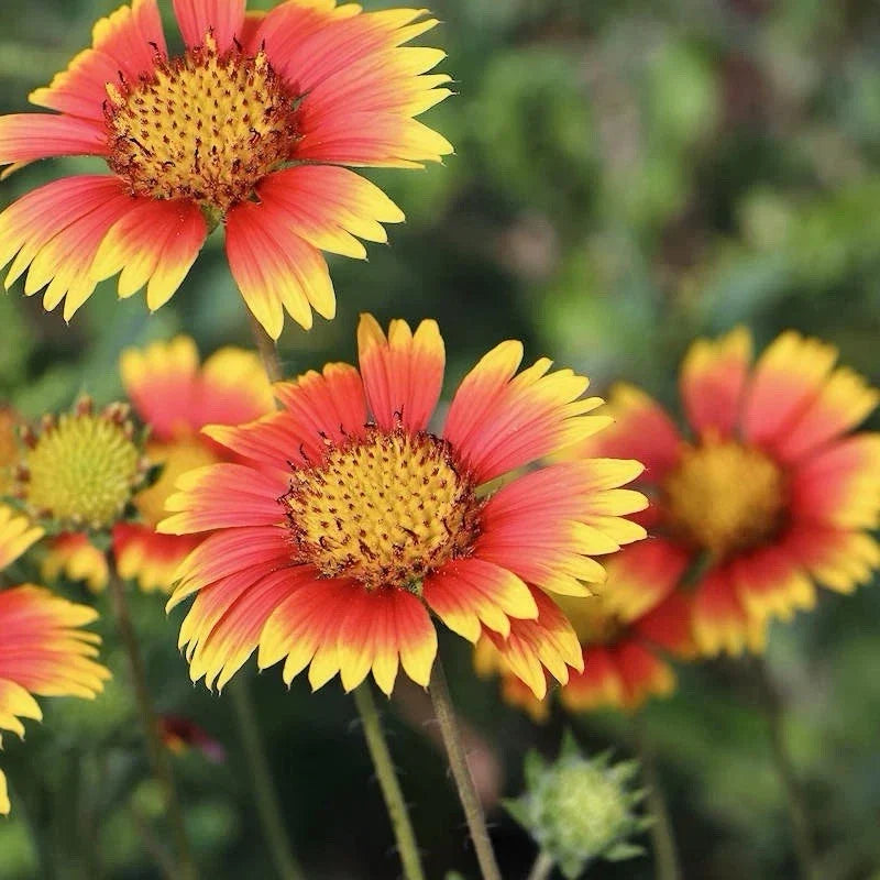Indian Blanket Seeds - 200 Pack - Gaillardia pulchella Wildflower Seeds for Gardens, Pollinator Attracting, Drought-Tolerant, Full Sun