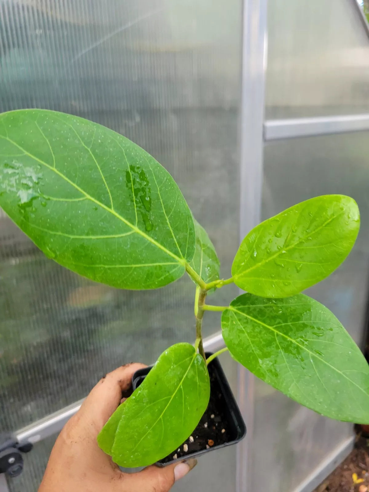 Audrey Fig Tree Indoor Plant 6-12 Inches Ficus benghalensis in 3-Inch Pot, Banyan Tree, Tropical Ficus