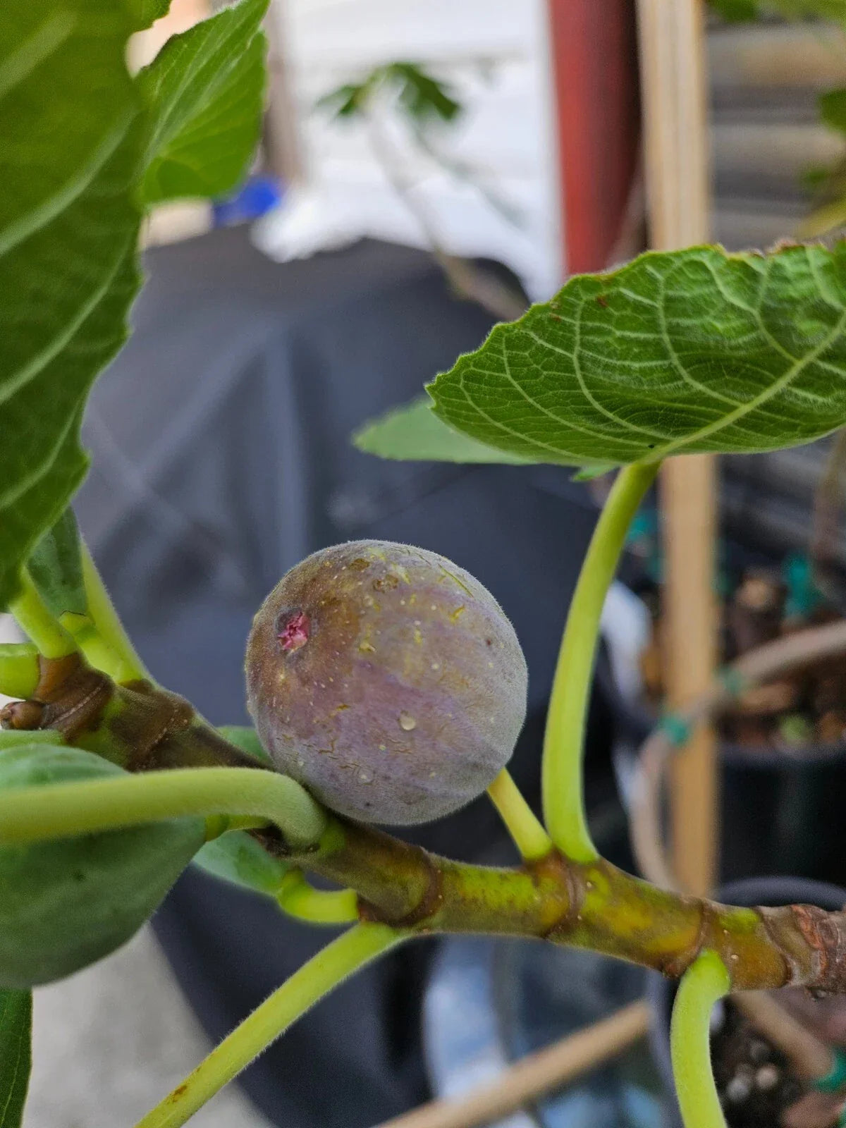 Smith Fig Cuttings 5 Pack – Ficus carica 'Smith' Green/Blue Variety with Rooting Hormone