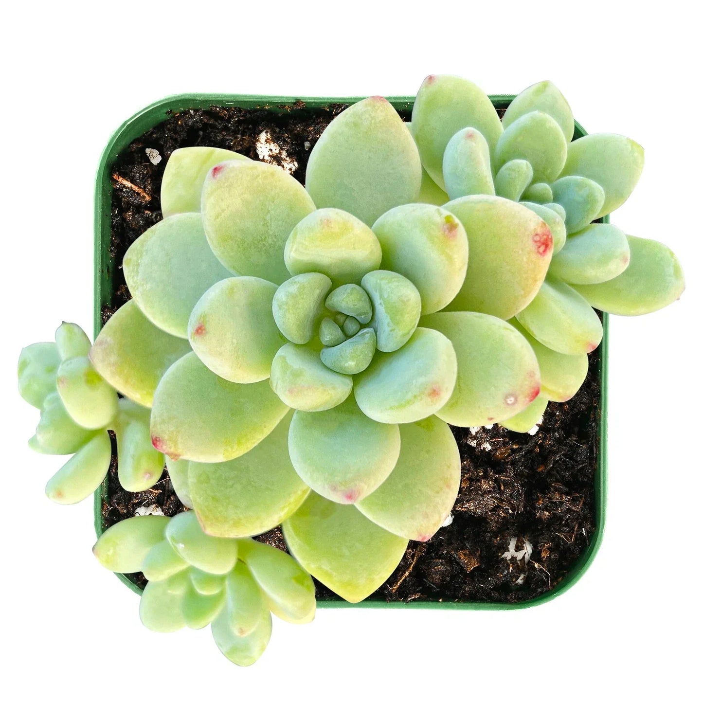 Live Sedum Clavatum Succulent Plant in 2" Planter – Indoor Greenery, Low Maintenance, Fully Rooted, Compact, Waxy Leaves