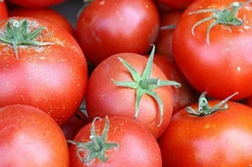 Bonny Best Scarlet Tomato Seeds - 5000 Seeds - Medium Red Slicer for Canning & Fresh Use