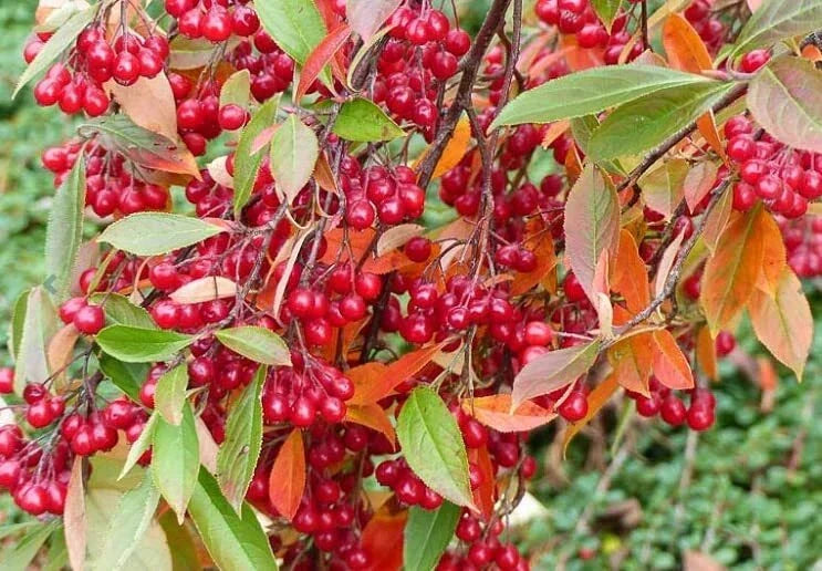 Red Chokeberry Seeds - 30 Pack Aronia arbutifolia for Planting