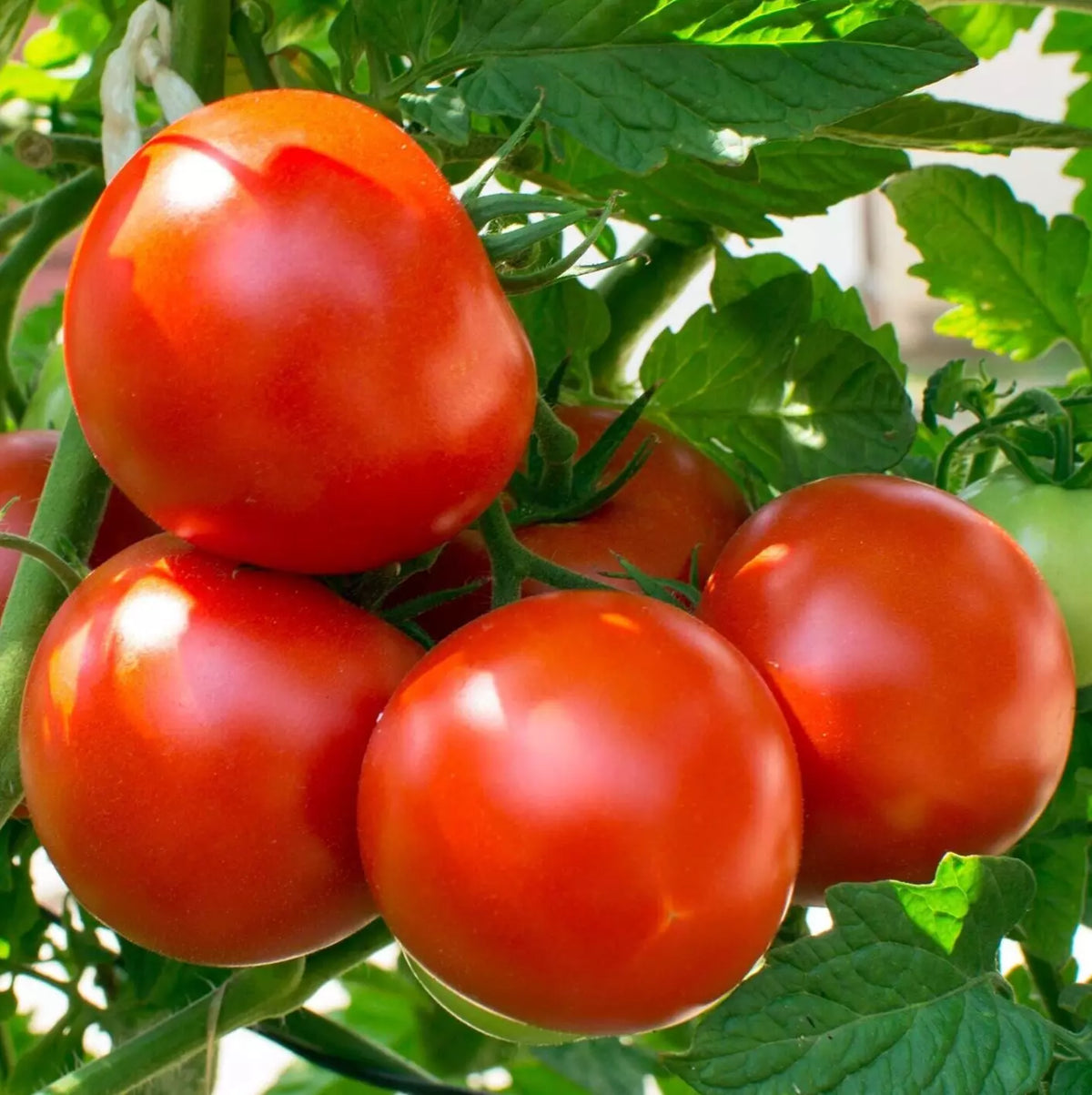 Oregon Spring Tomato Seeds - 50+ Determinate Vegetable Seeds for Container Gardening, Solanum lycopersicum