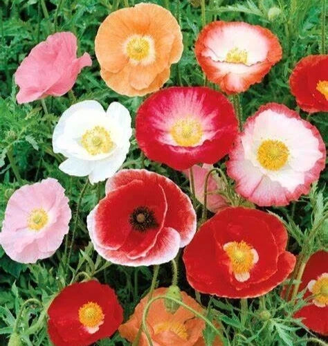 Double Shirley Poppy Seeds - 2000+ Mixed Annual Flowers - Papaver Rhoeas