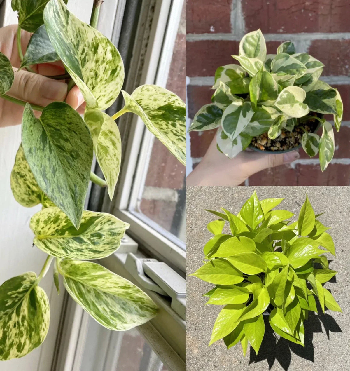 Pothos Ivy Cuttings Combo – 6 Indoor Plant Cuttings with Marble Queen, Lemon/Neon, N'Joy Varieties – Epipremnum aureum
