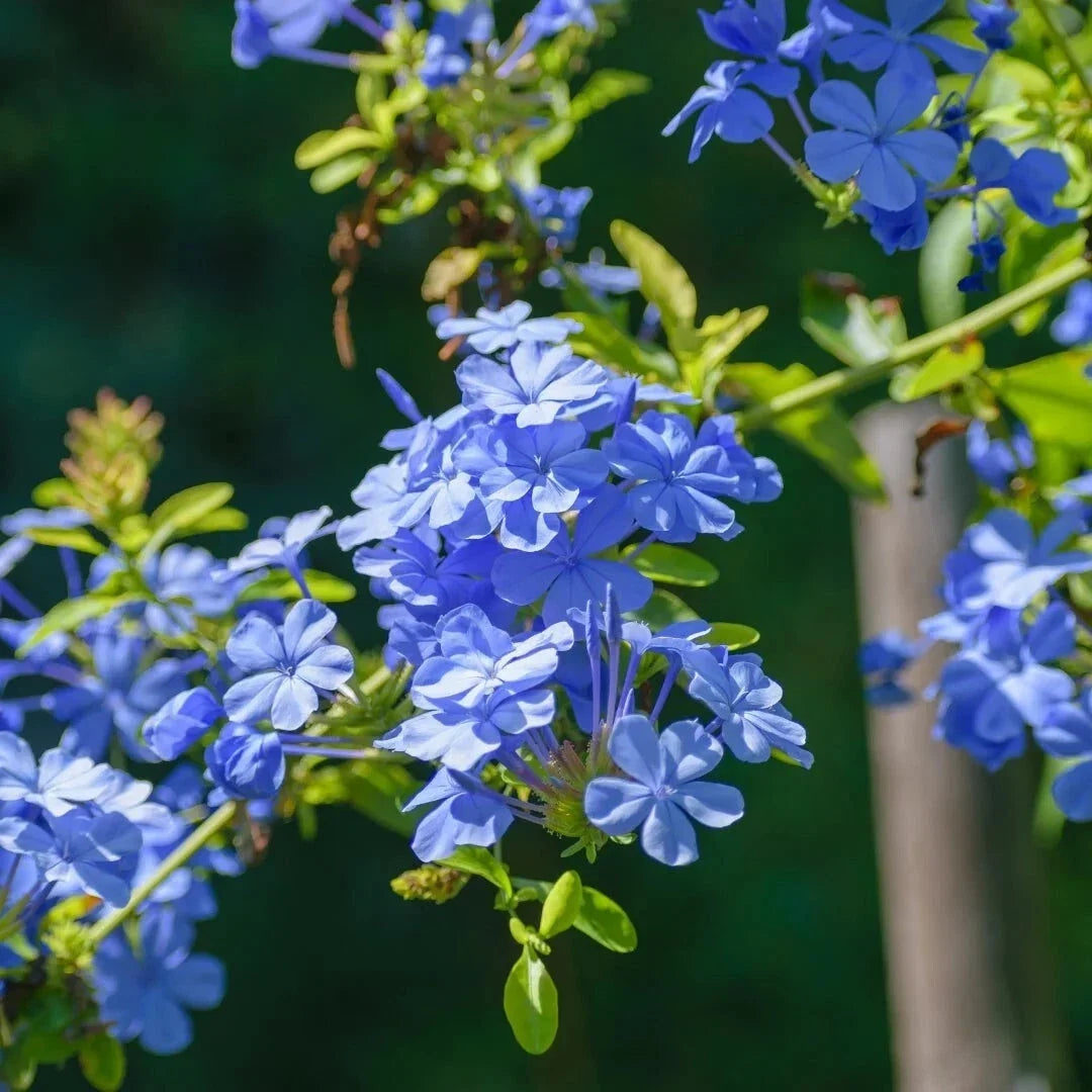 Plumbago Plants 4-Inch Pots – Live Blue Flowering Shrubs, Plumbago auriculata, Compact, Drought-Tolerant, Pollinator-Friendly