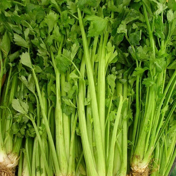 Tall Utah Celery Seeds - Heirloom Non-GMO Apium graveolens Seed Packet for Home Gardening