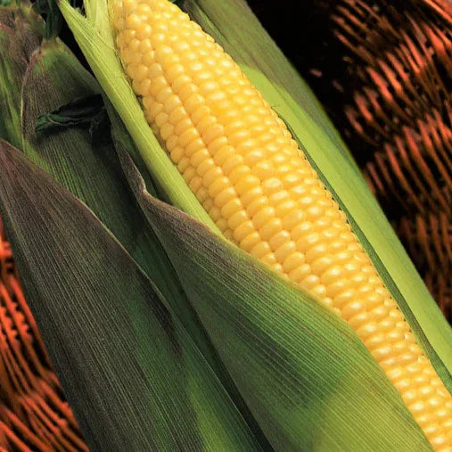 Kandy Korn Sweet Corn Seeds - 50+ Count - Red Purple Husk - Zea mays, Ideal for 2025 Planting