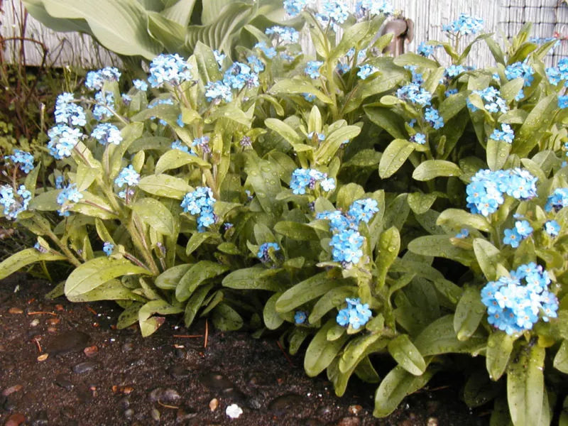 Forget-Me-Not Seeds, Blue Perennial Myosotis spp., Easy to Grow Garden Flowers, 400 Seeds