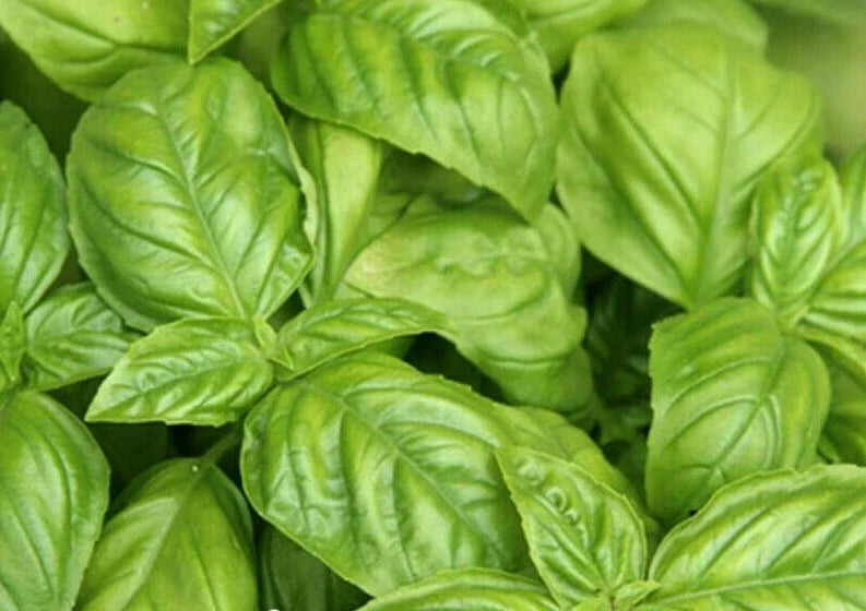 Basil Seeds - 300+ Italian Large Leaf Culinary Herb Garden Ocimum basilicum, Aromatic, Easy to Grow