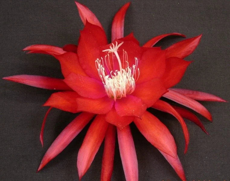 Epiphyllum Orchid Cactus Cutting - Cosmic Queen Variety, Trailing, Vibrant Pink & White Blooms, Epiphyllum spp.