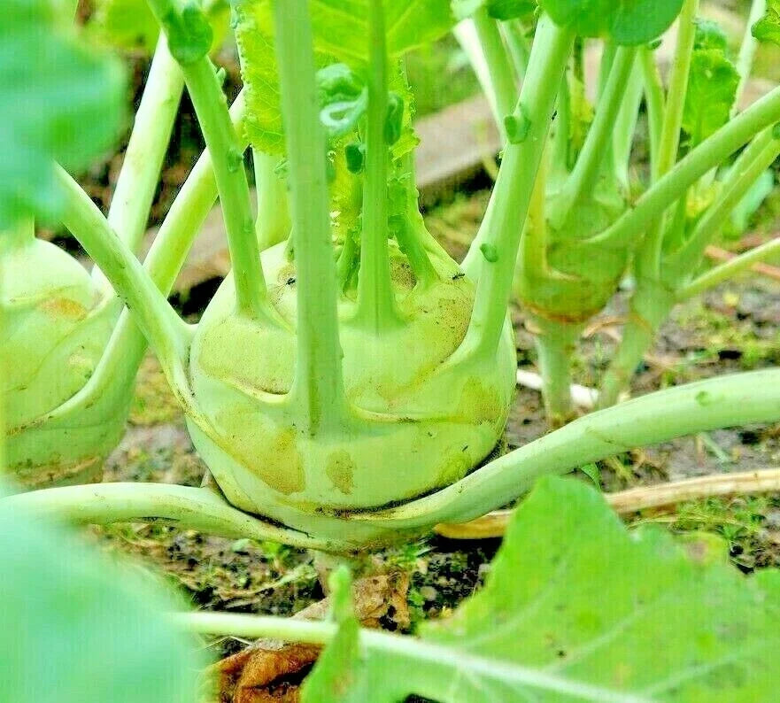 Giant Kohlrabi Seeds - 1000 Non-GMO Heirloom Seeds for Microgreens & Salads - Brassica oleracea var. gongylodes
