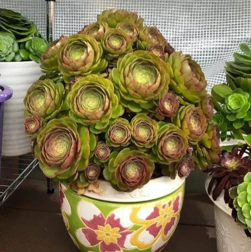 Aeonium Halloween Cuttings - Succulent Propagation - Olive Green & Mahogany Variegation - Aeonium arboreum