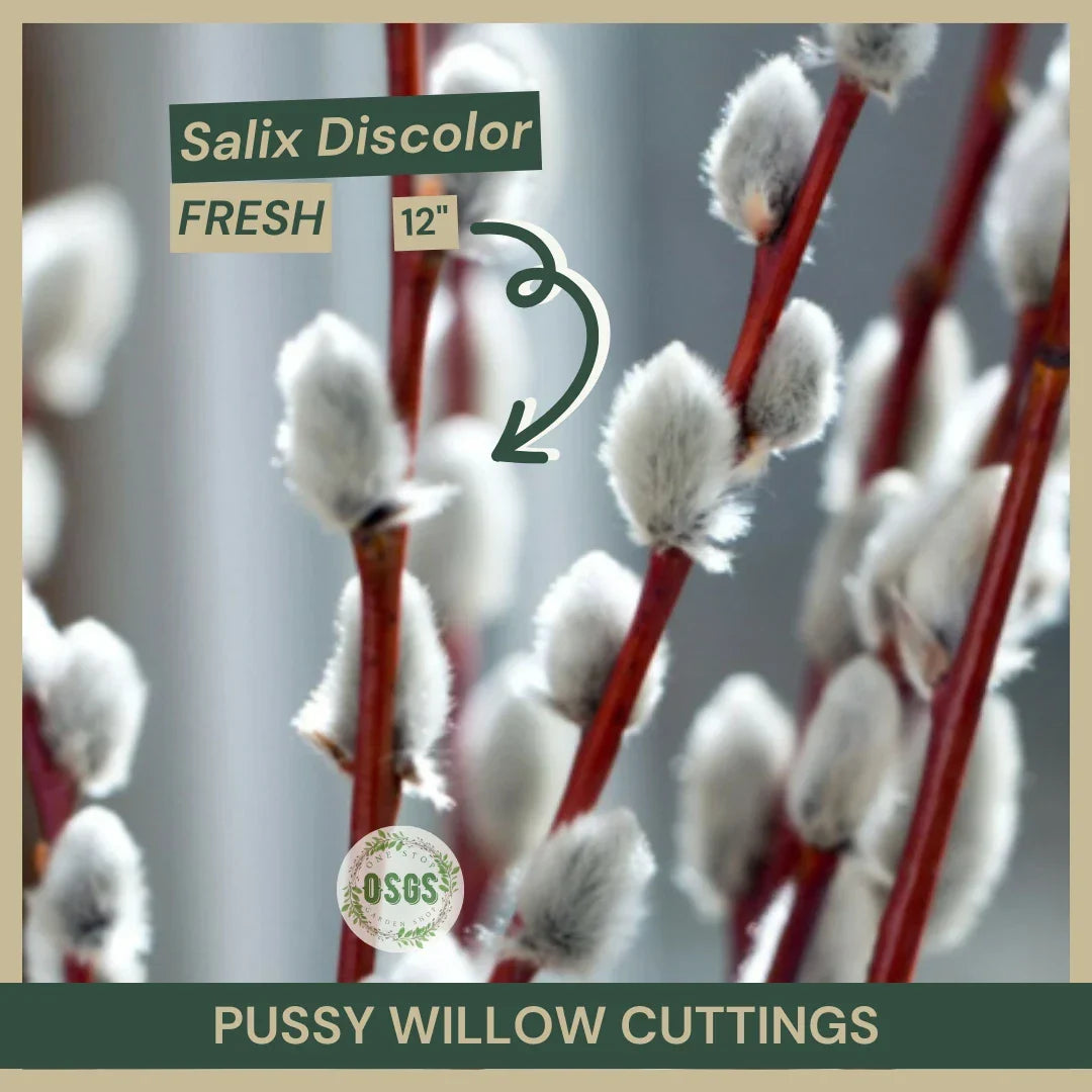 Pussy Willow Cuttings | 12" Fresh Salix discolor Native Shrub for Planting & Propagation