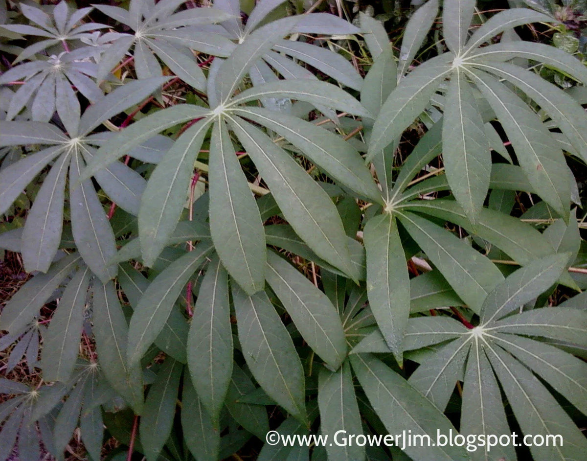 Cassava Cuttings - 5 Unrooted Red Yuca (Manihot esculenta) for Planting