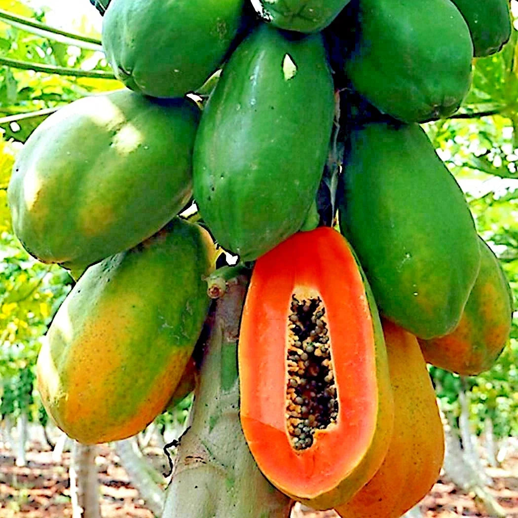Caribbean Red Lady Papaya Seeds - 20 Large Fruit Tree Seeds for Indoor Gardening - Carica Papaya