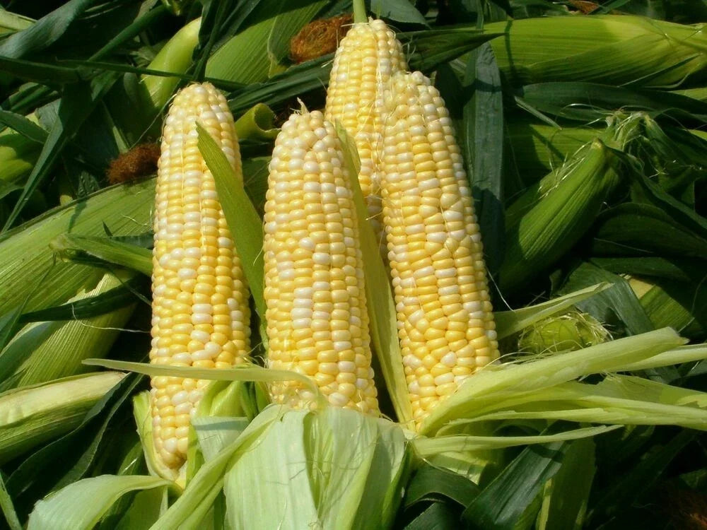 Peaches and Cream Corn Seeds 25 Ct | Non-GMO Sweet Bi-Color Zea Mays Vegetable Garden Seeds