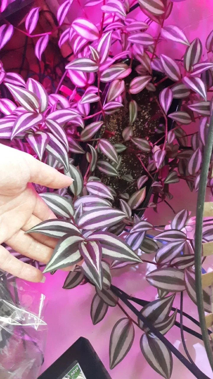 Wandering Jew Cuttings - 10 Unrooted Burgundy Tradescantia Zebrina Live Plant Propagation Material