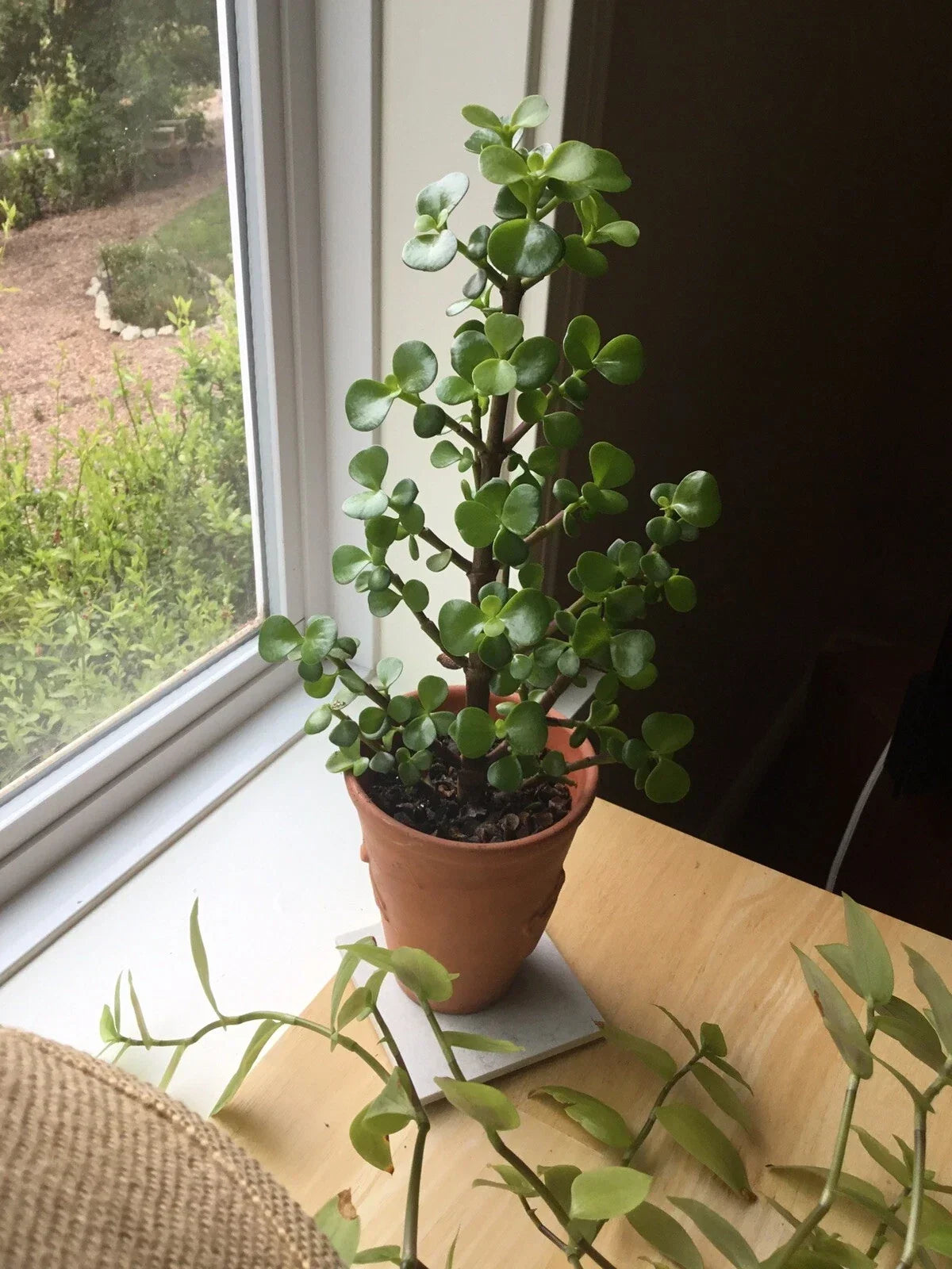 Christmas Tree Jade Cuttings - 6 Succulent Propagation Cuttings - Crassula perfoliata var. falcata - Indoor/Outdoor Plant