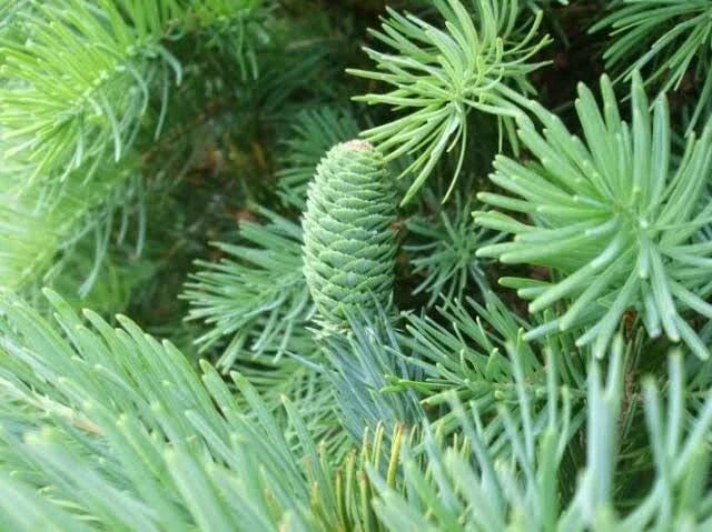 Fortune's Keteleeria Tree Seeds - 30 Seeds - Keteleeria fortunei Evergreen Conifer