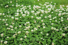 Dutch White Clover Seed - 500+ Seeds for Food Plots, Cover Crops & Pasture