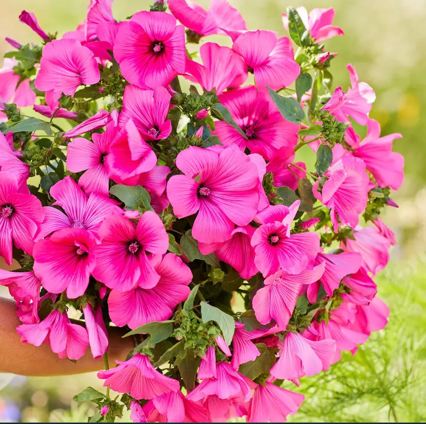 Rose Mallow Seeds - 100 Non-GMO Hibiscus moscheutos Hot Pink Blooms for Pollinator Attracting Garden