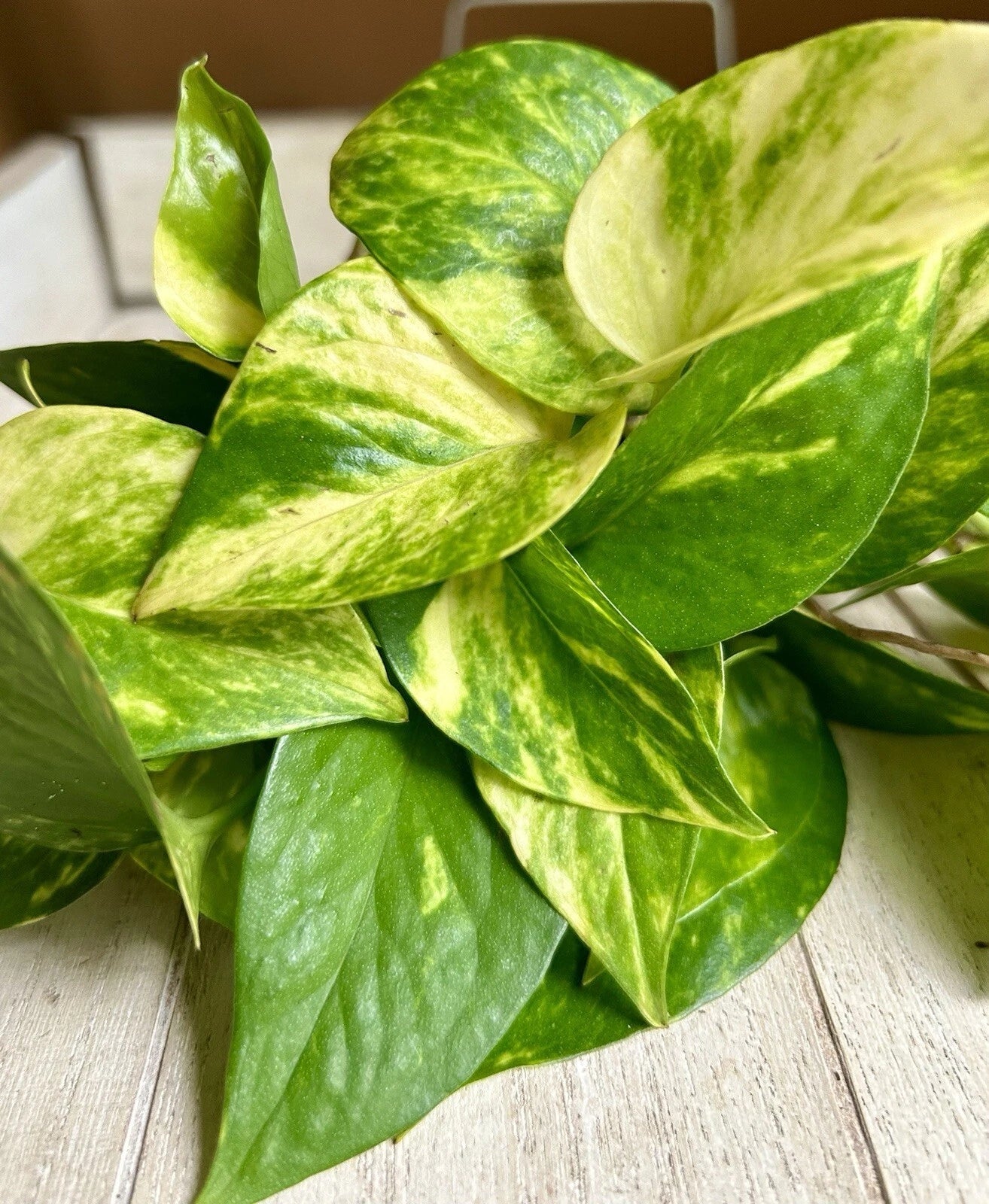 Rooted Pothos Cuttings - 10 Pack - Golden Pothos - Epipremnum aureum