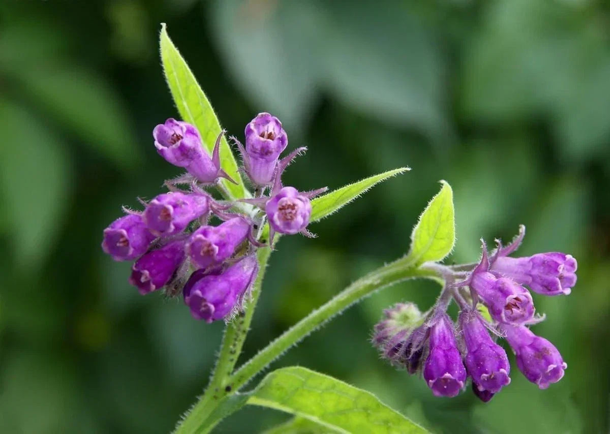 Bocking 14 Comfrey Root Cuttings - Unrooted Perennial Herb for Organic Gardening Symphytum uplandicum