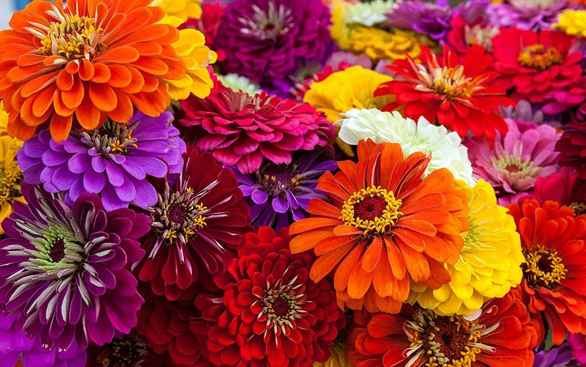 Giant California Zinnia Seeds - 200 Count - Zinnia elegans Flower Seeds