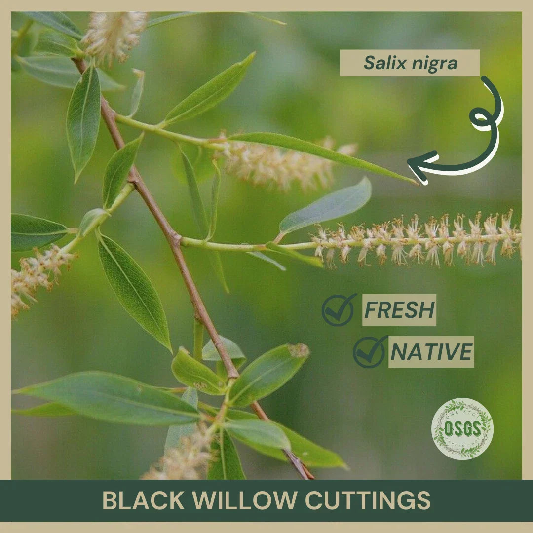 Black Willow Cuttings 18" | Salix nigra Native Plant for Gardening & Wetland Restoration
