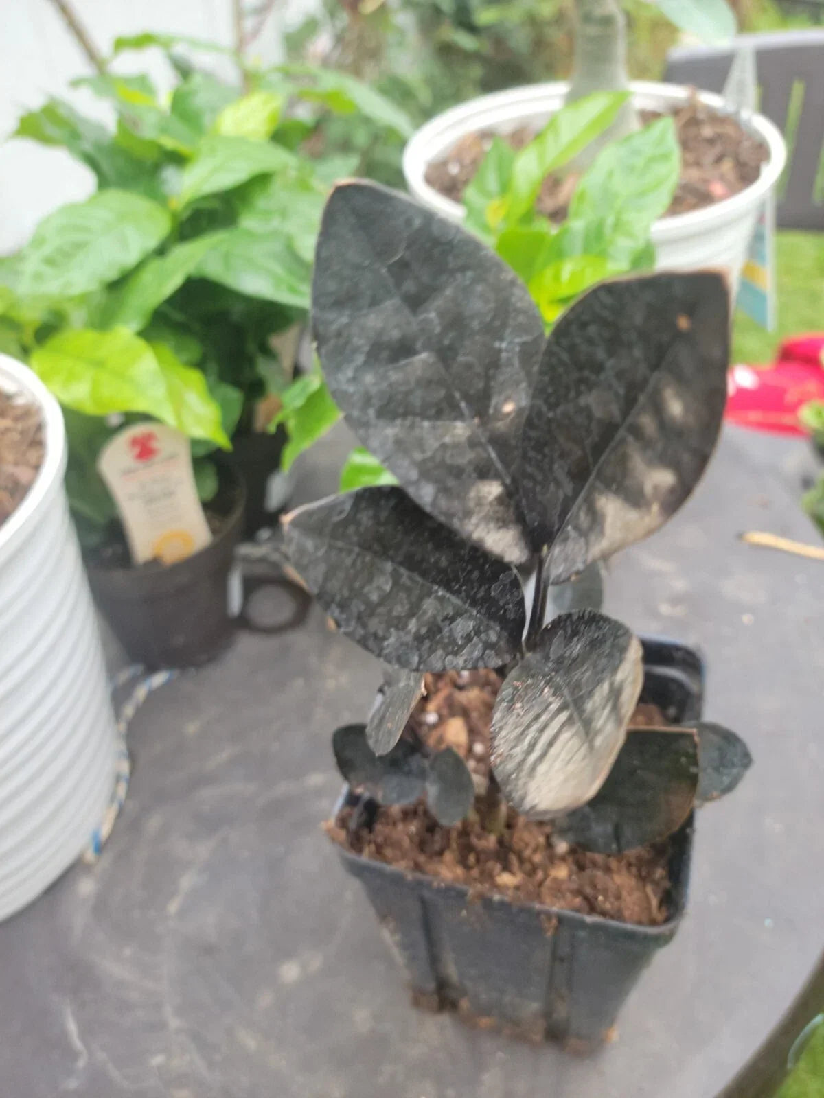 Black Raven ZZ Plant Live Houseplant 4" Pot Zamioculcas Zamiifolia Rare Indoor Plant