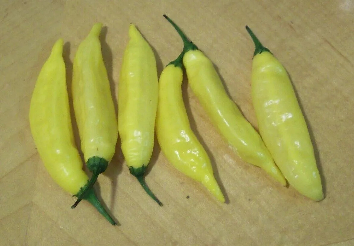 Hot Lemon Pepper Seeds - Aji Limon Variety, Capsicum baccatum, 30+ Seeds for Vegetable Garden, Compact Plants, Full Sun, Free Shipping