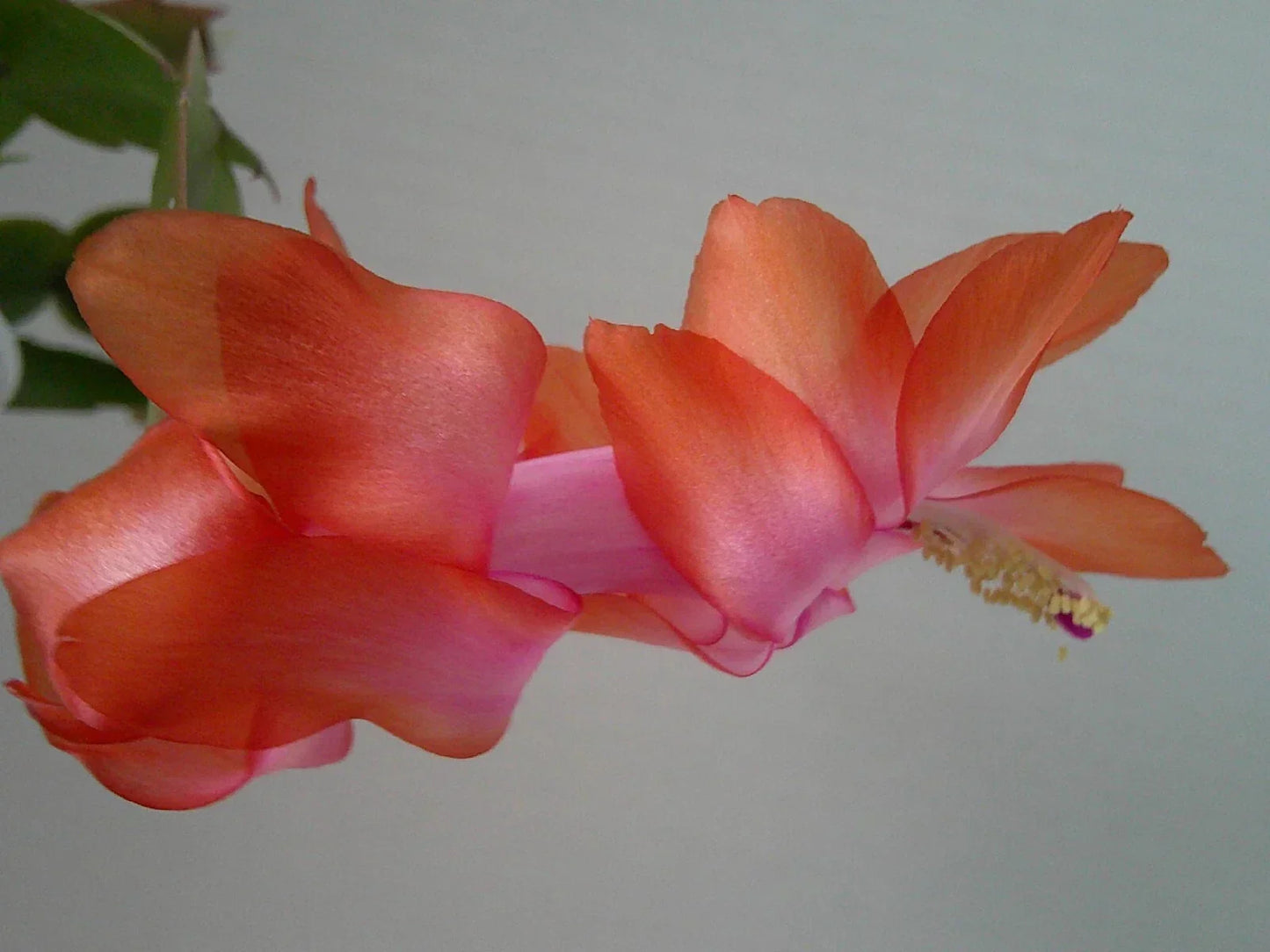 Schlumbergera Starter Plant - Keystone Halo Effect Christmas Cactus with Unique Colorful Blooms