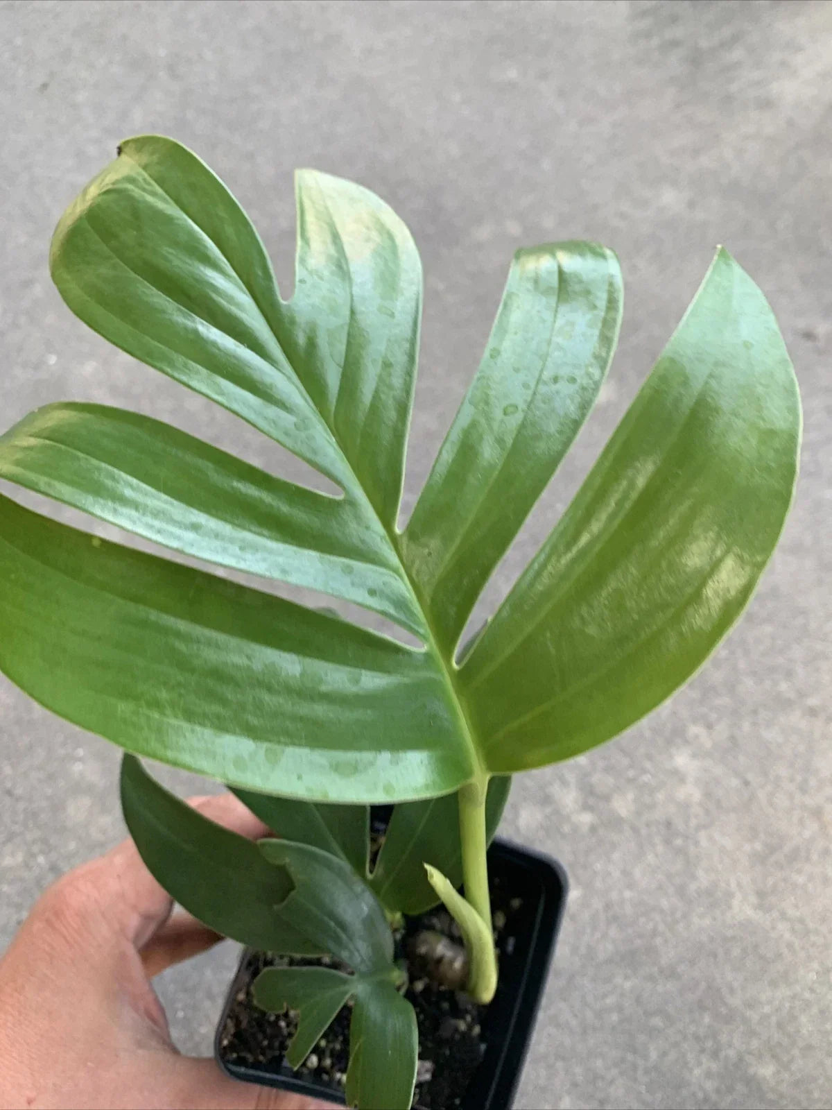 Rhaphidophora decursiva Dragon Tail Plant 4" Pot or 3 Cuttings - Exotic Green Indoor Houseplant
