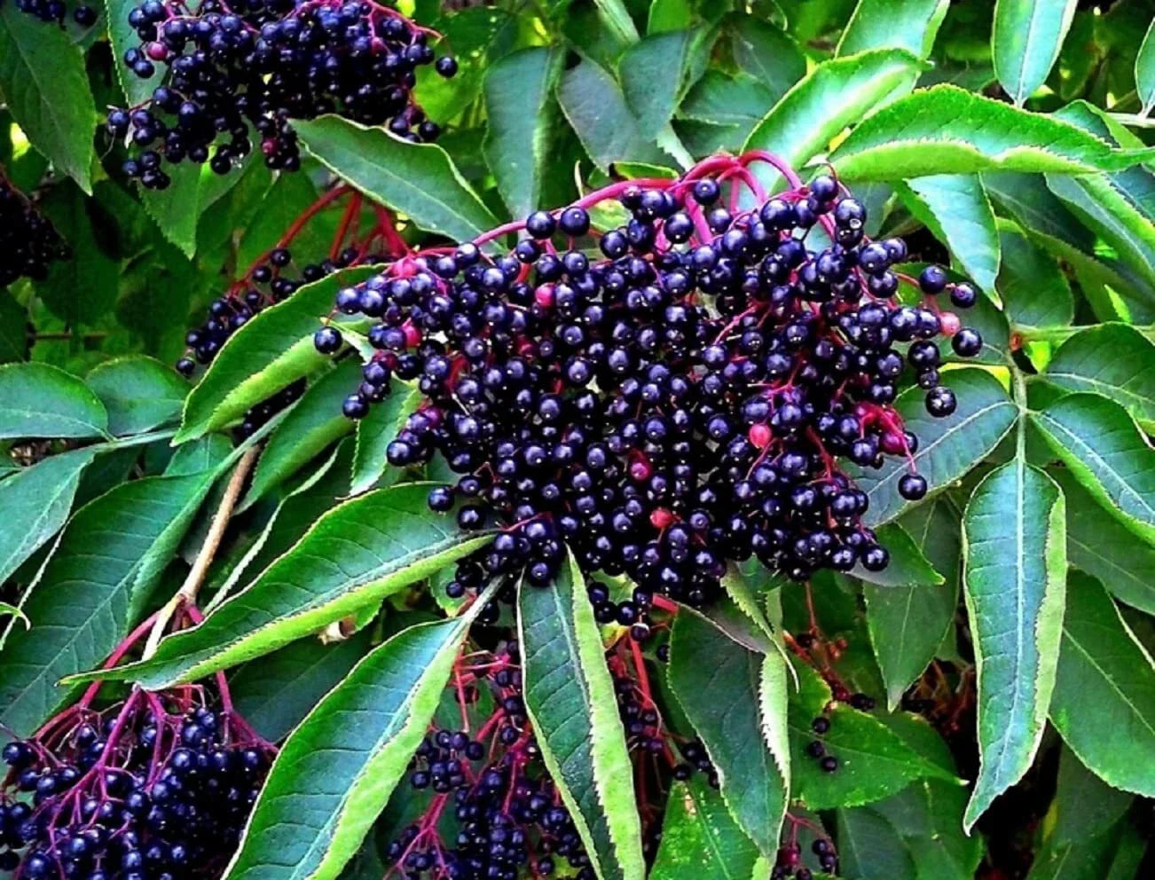 American Elderberry Seeds - 250 Non-GMO Sambucus Canadensis Seeds for Organic Gardening