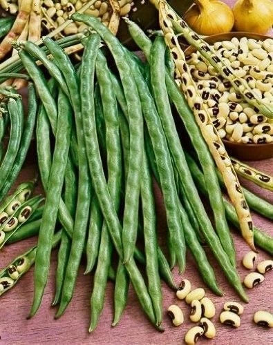 Blackeye Pea Seeds - Heirloom Vigna unguiculata Legumes for Garden, Farm, or Cooking - Pack of 15 to 500 Seeds