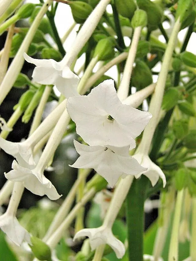 Flowering Tobacco Seeds 550 - Nicotiana sylvestris White Tubular Flowers