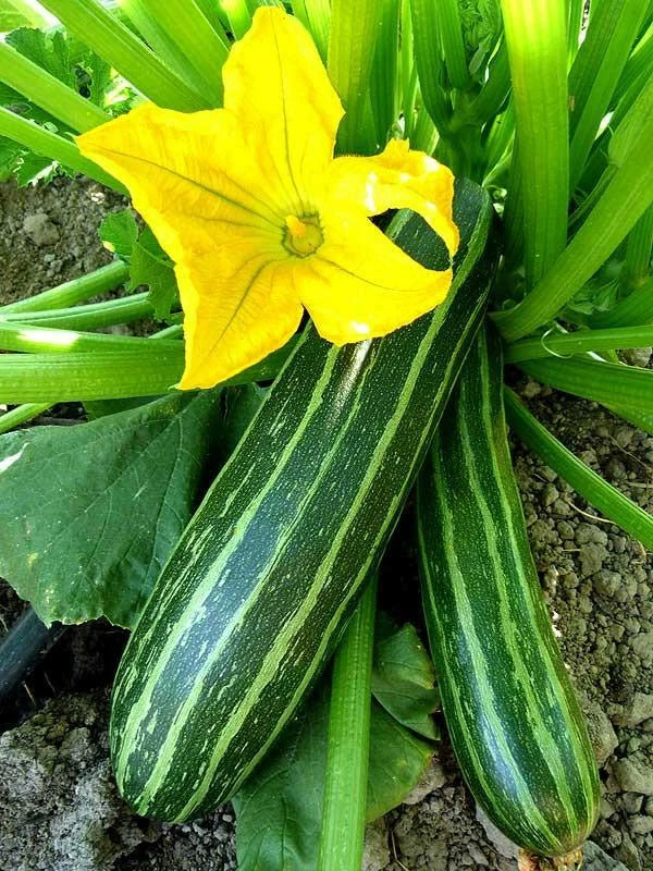 Cocozelle Zucchini Seeds 1 LB Non-GMO Italian Summer Squash Cucurbita pepo