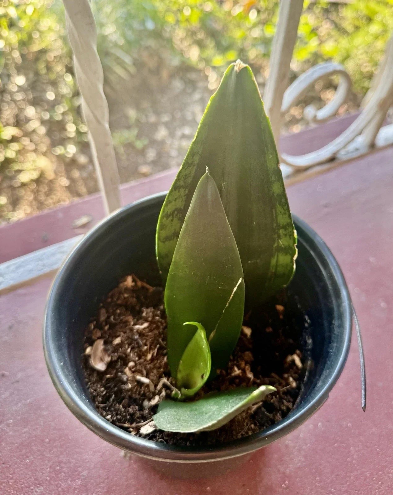 Rooted Dracaena Snake Plant Cuttings - Sansevieria Trifasciata Indoor Houseplant, Easy Care, Air Purifying