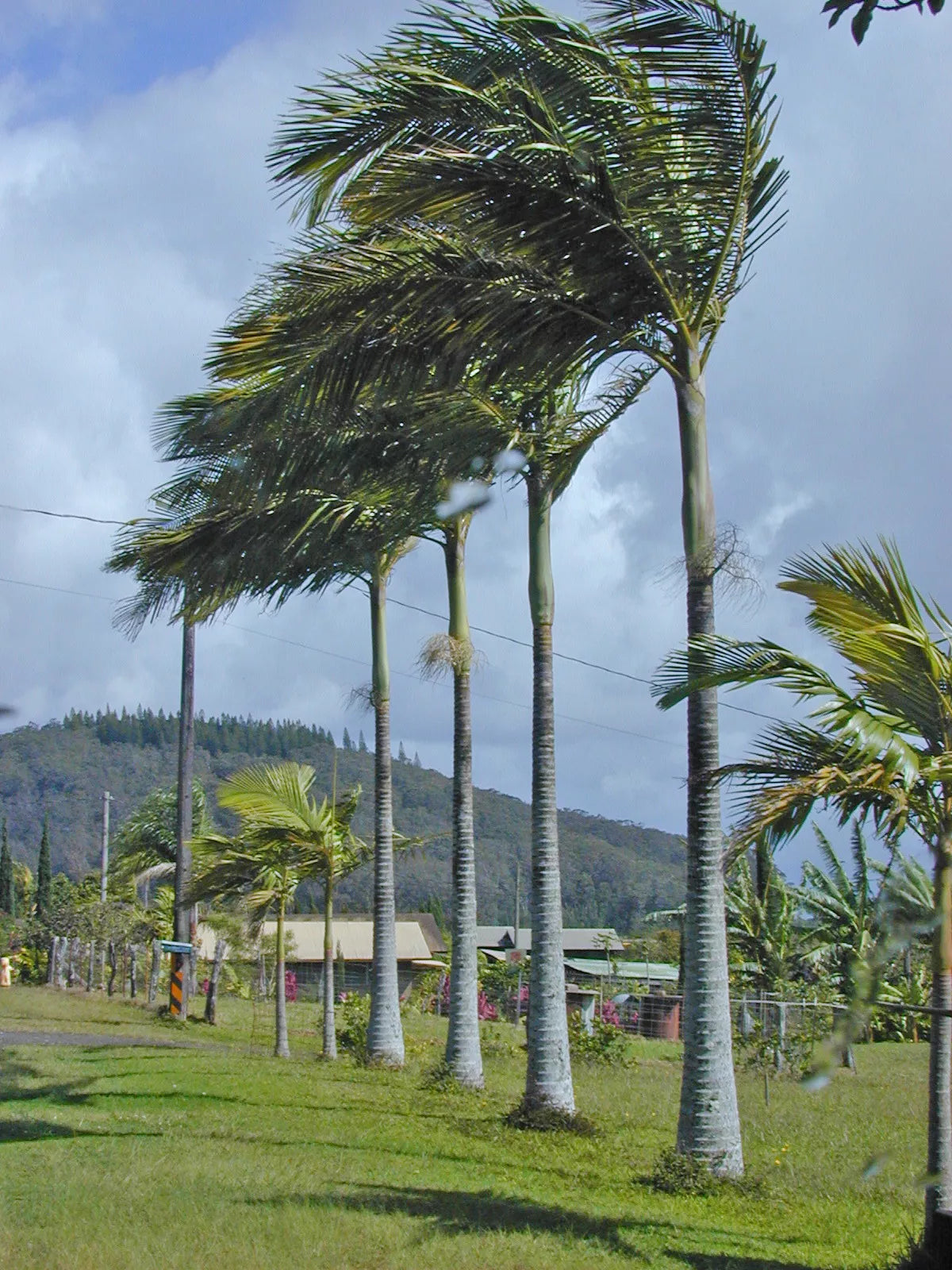 15 King Palm Seeds Pack – Bangalow & Piccabeen – Tropical Garden Planting – Archontophoenix alexandrae & Syagrus spp.