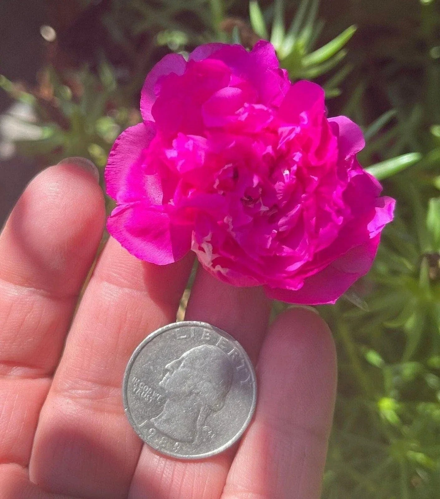 Purple Double Bloom Portulaca Moss Rose Seeds – Vibrant Purple Flowering Annual for Gardens & Containers