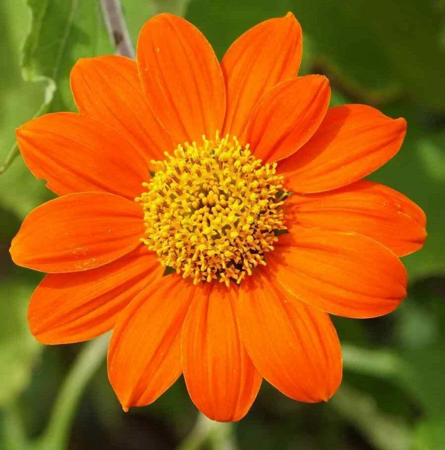Mexican Sunflower Seeds 50+ Pack, Tithonia rotundifolia, Bright Orange Annual for Garden, Butterfly and Pollinator Attractant