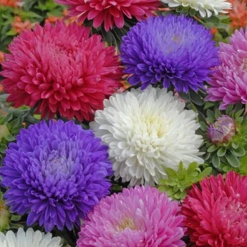 Ostrich Feather Aster Seeds Mix | Flower Seeds for Borders & Containers | Aster novae-angliae