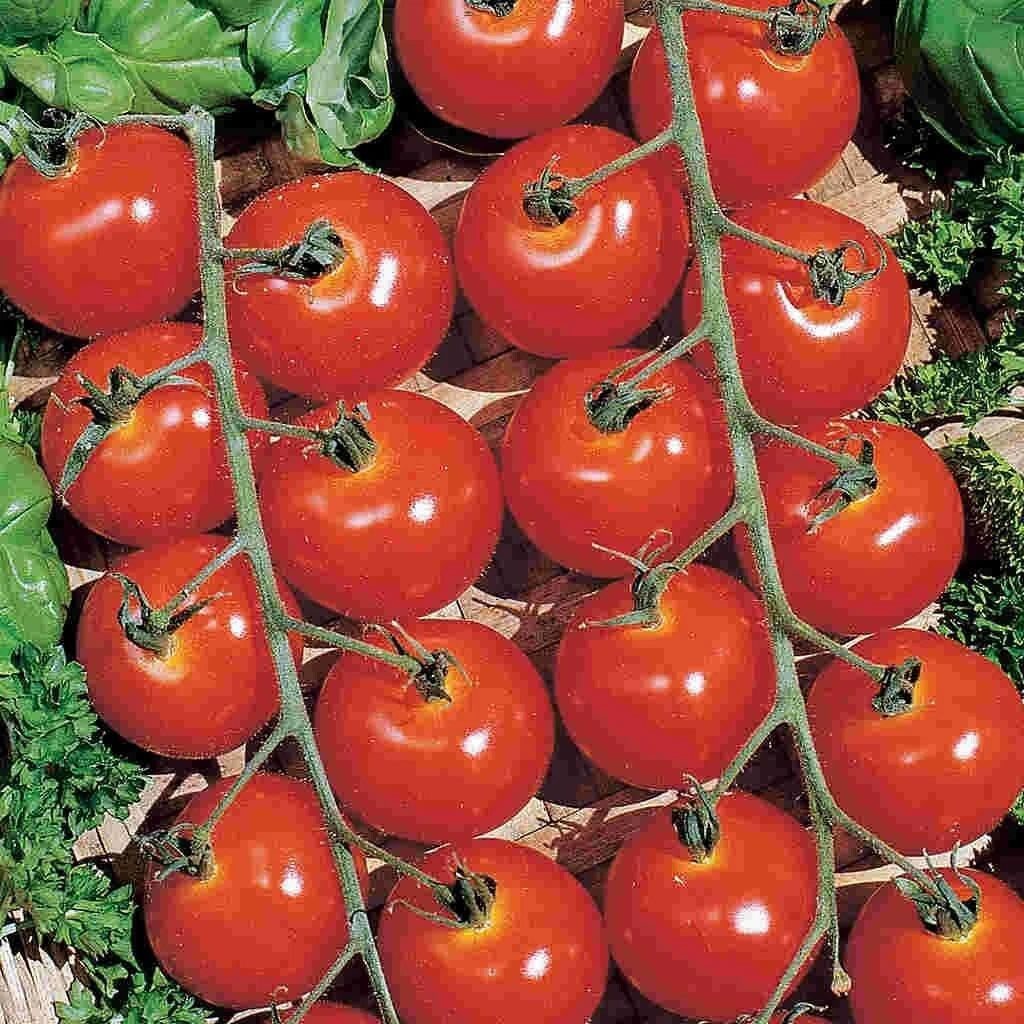 Sweetie Cherry Tomato Seeds - Organic, Non-GMO, Heirloom, Solanum lycopersicum, Pack of 10+