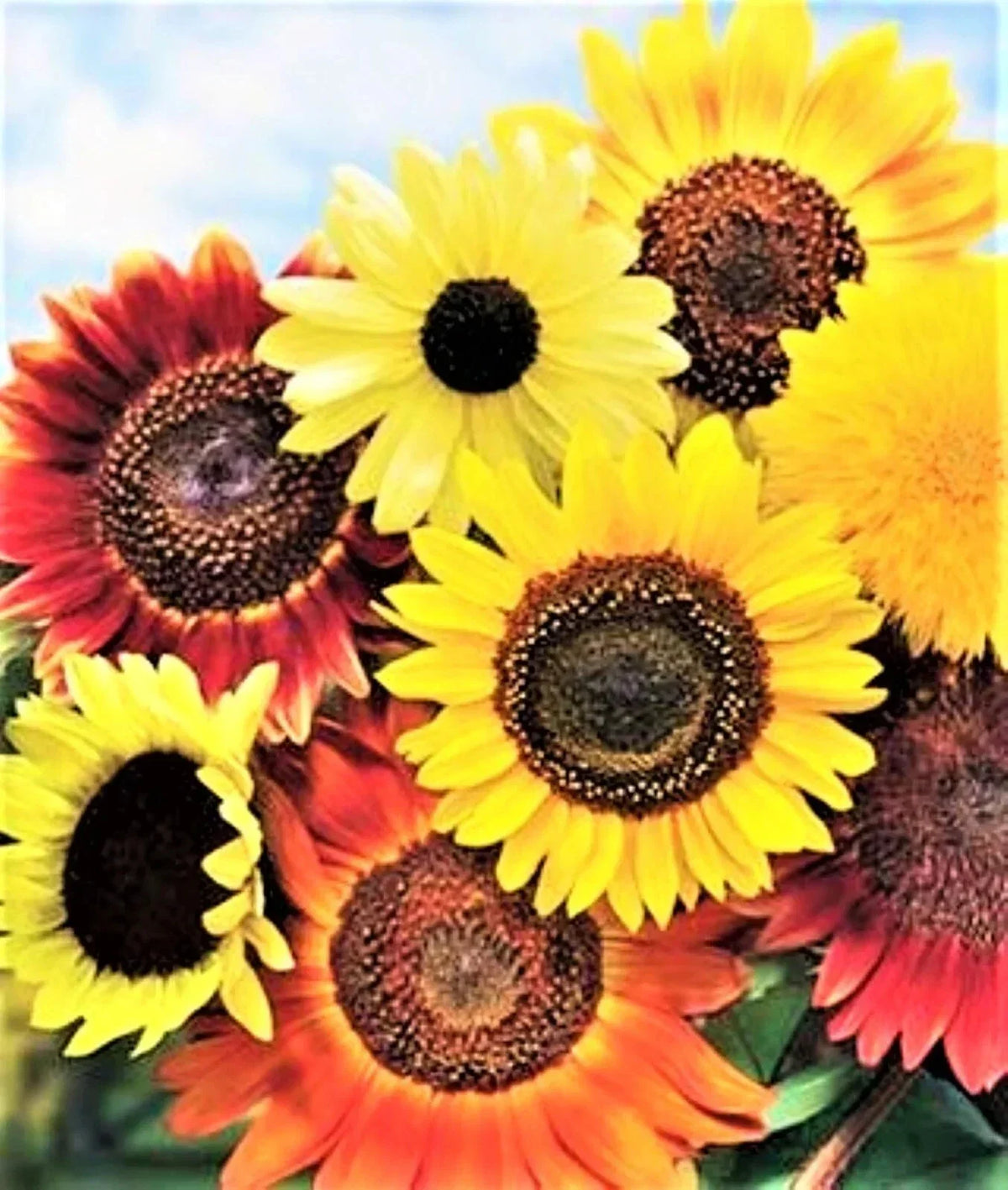 Sunflower Seeds Mix Variety Pack 50pcs - 8 Species Helianthus spp. for Garden