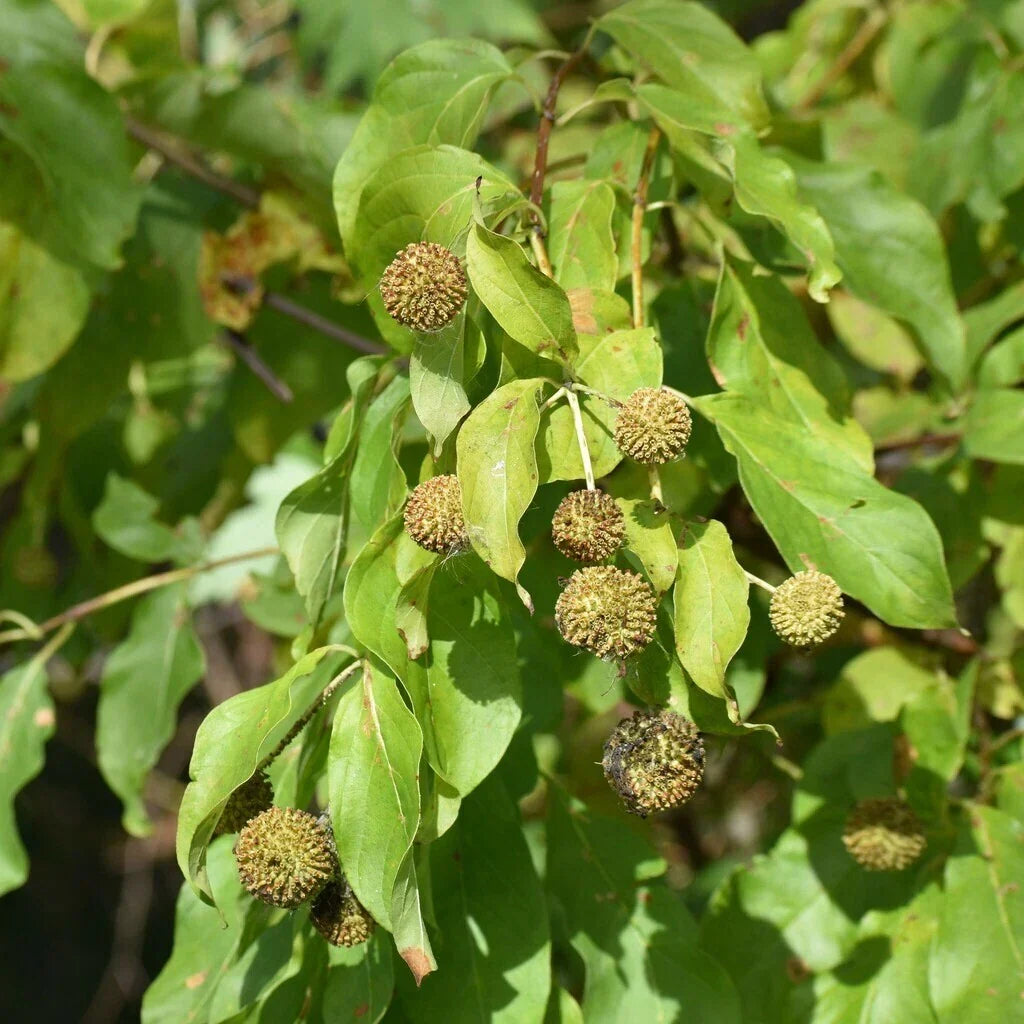 Buttonbush Seeds 100+ Count | NON-GMO | Cephalanthus occidentalis | Native Wetland Plant