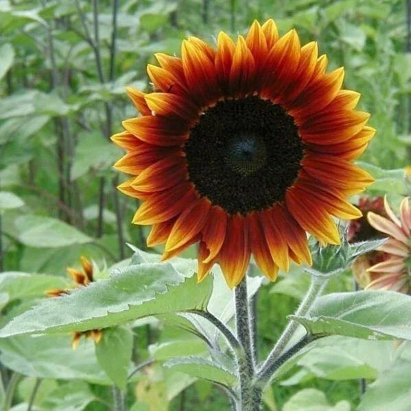 Earthwalker Sunflower Seeds - 100+ Heirloom Colorful Varieties, Helianthus annuus, Tall Upright, Vibrant Blooms, Non-GMO, Full Sun