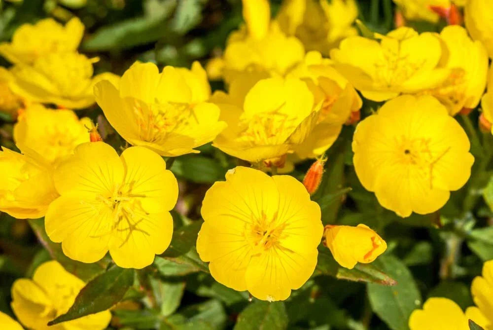 Evening Primrose Seeds - 500 Count - Oenothera biennis - Non-GMO Organic Heirloom