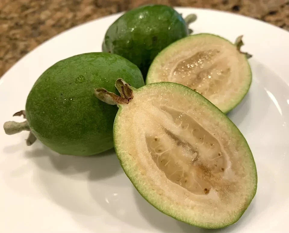 Feijoa Seeds - 40 Pineapple Guava Seeds - Feijoa Sellowiana - Fruit Plant for Garden, Bushy Shrub, Edible Fruit, USA Grown